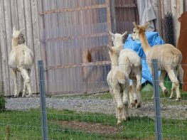 Alpacafarm Sohland OT Wehrsdorf