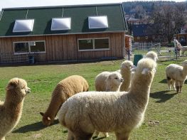 Alpacafarm Sohland OT Wehrsdorf